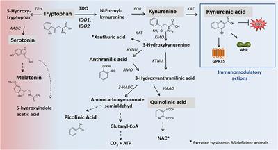 The Immunomodulator 1-Methyltryptophan Drives Tryptophan Catabolism Toward the Kynurenic Acid Branch